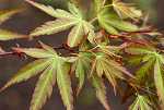 Acer palm. 'Kamagata'