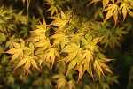 Acer palm. 'Katsura'