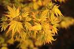 Acer palm. 'Orange Dream'