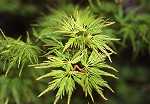 Acer palm. 'Seiryu'