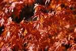 Acer palmatum