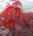 Acer palm. 'Shaina'