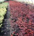 Acer palmatum 'Atropurpureum'
