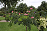 Albizia julibrissin Ombrella