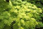 Acer shirasawanum Aureum
