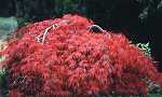 Acer palm. 'Diss. Garnet'