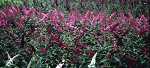 Buddleia dav. Hybr. in Sorten
