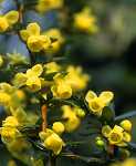Berberis candidula 'Jytte'
