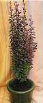 Berberis thun. 'Hellmonds Pillar'
