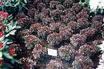 Berberis thun. 'Bagatelle'