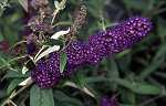 Buddleia dav. 'Black Knight'