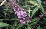 Buddleia dav. 'Blue Papillon'