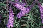 Buddleia dav. 'Empire Blue'