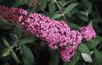 Buddleia dav. 'Pink Delight'