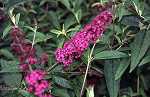 Buddleia dav. 'Royal Red'