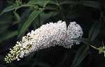 Buddleia dav. 'White Profusion'