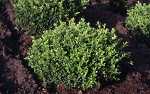 Buxus in Sorten