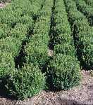 Buxus semp. 'Faulkner'