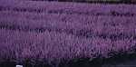 Calluna