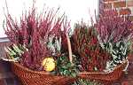 Calluna vulgaris u. 'Garden Girls'