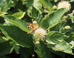 Cephalanthus occidentalis