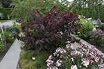 Cercis canadensis 'Forest Pansy'