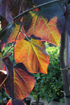 Cercis canadensis 'Ruby Falls'