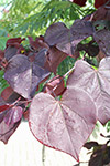 Cercis canadensis 'Ruby Falls'