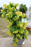 Cercis canadensis 'The Rising Sun'