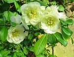 Chaenomeles jap. 'Youki Gotin'