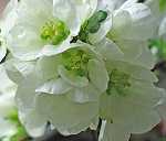 Chaenomeles 'Jet Trail'