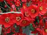 Chaenomeles jap. 'Fusion' - Blte