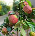 Chaenomeles jap. 'Fusion' - Frchte