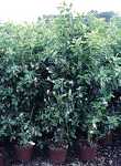 Clethra alnifolia