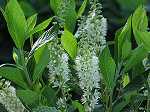 Clethra alnifolia 'Hummingbird'