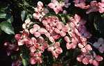 Cornus kousa var. chinensis 'Satomi'