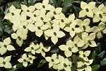 Cornus kousa var. chin. 'Wietings Select'