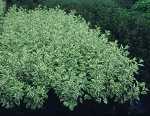 Cornus alba Argenteomarginata