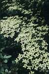 Cornus kousa var. chinensis