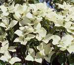 Cornus kousa var. chinensis 'Milky Way'
