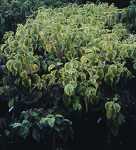 Cornus alba Aureomarginata