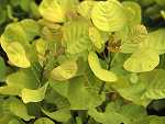 Cotinus cogg. 'Golden Spirit'®