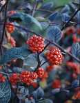 Cotoneaster bullatus 'Koralle'
