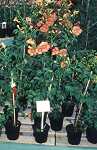 Campsis Hybridenin Sorten