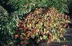 Carpinus coreana