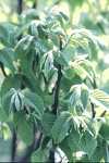 Carpinus betulus Monumentalis
