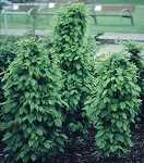 Carpinus betulus Monumentalis