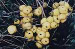Chaenomeles jap. 'Cido'(S)