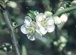 Chaenomeles Hybriden