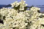 Cornus kousa var. chin. 'Schmetterling'